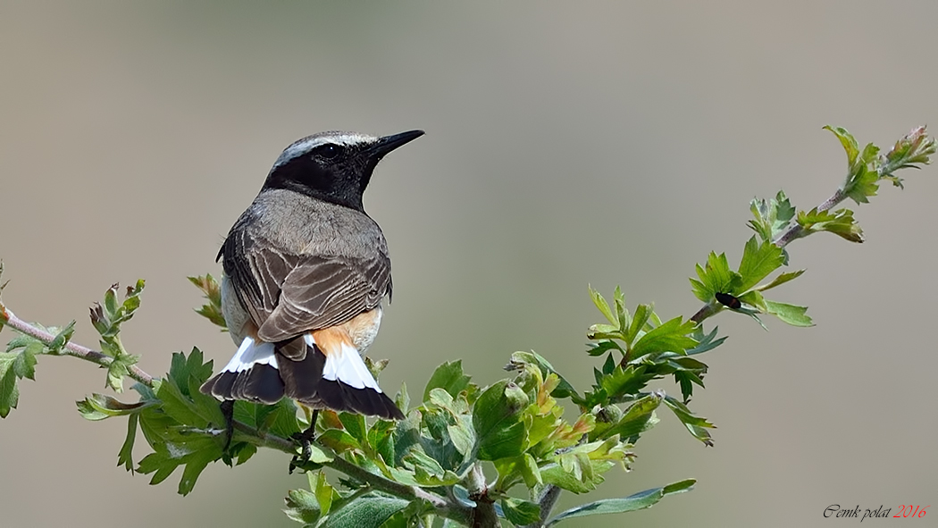 Kurdish Wheatear